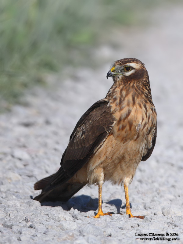 NGSHK / MONTAGU'S HARRIER (Circus pygargus) - Stng / Close