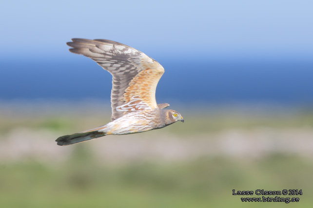 ÄNGSHÖK / MONTAGU'S HARRIER (Circus pygargus) - stor bild / full size