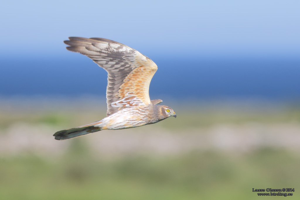 NGSHK / MONTAGU'S HARRIER (Circus pygargus) - Stng / Close