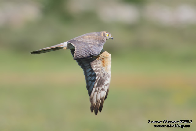 ÄNGSHÖK / MONTAGU'S HARRIER (Circus pygargus) - stor bild / full size