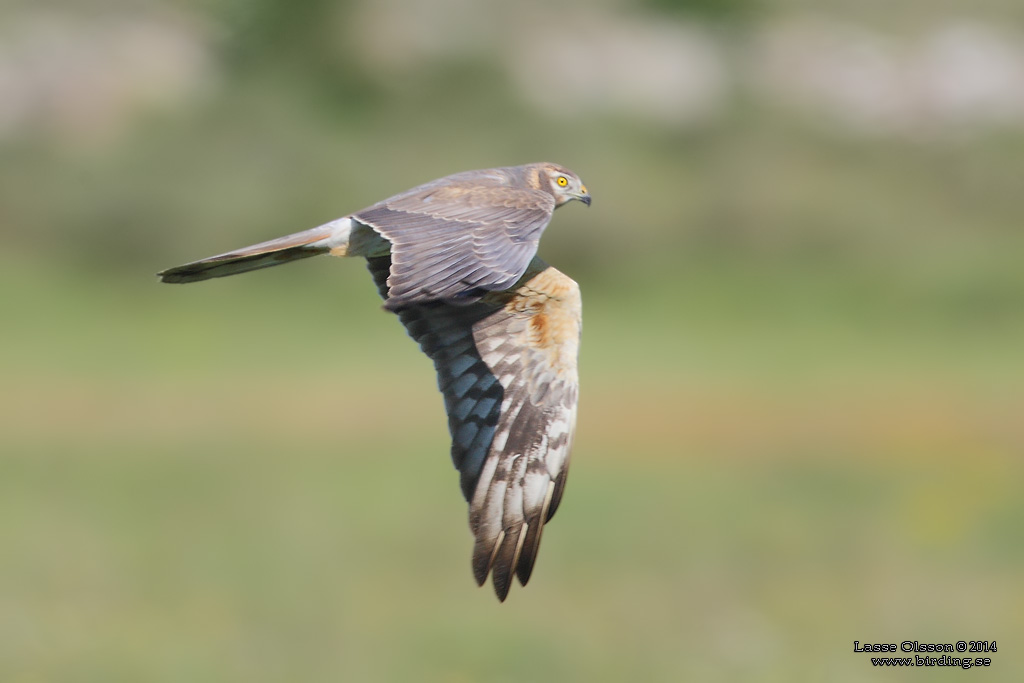 NGSHK / MONTAGU'S HARRIER (Circus pygargus) - Stng / Close