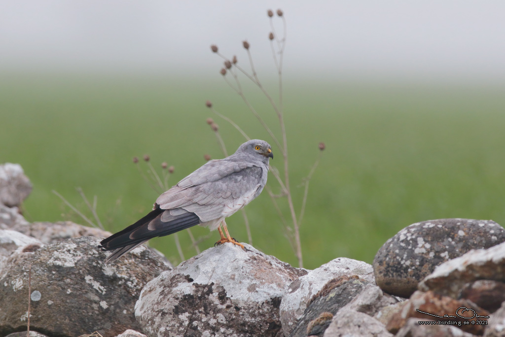 NGSHK / MONTAGU'S HARRIER (Circus pygargus) - Stng / Close