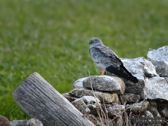 NGSHK / MONTAGU'S HARRIER (Circus pygargus) - stor bild / full size