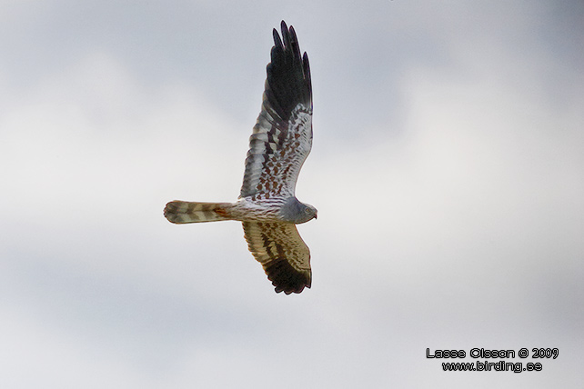 NGSHK / MONTAGU'S HARRIER (Circus pygargus) - stor bild / full size