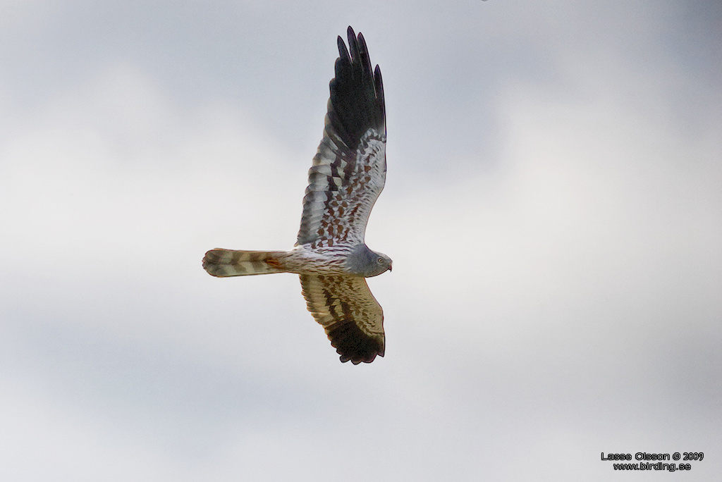 NGSHK / MONTAGU'S HARRIER (Circus pygargus) - Stng / Close