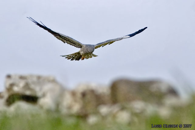 NGSHK / MONTAGU'S HARRIER (Circus pygargus) - stor bild / full size