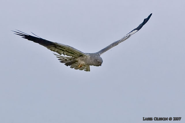 NGSHK / MONTAGU'S HARRIER (Circus pygargus) - stor bild / full size