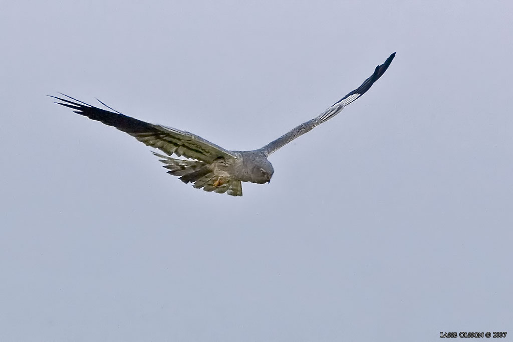 NGSHK / MONTAGU'S HARRIER (Circus pygargus) - Stng / Close