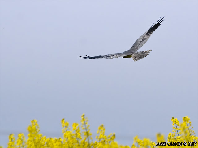 NGSHK / MONTAGU'S HARRIER (Circus pygargus) - stor bild / full size