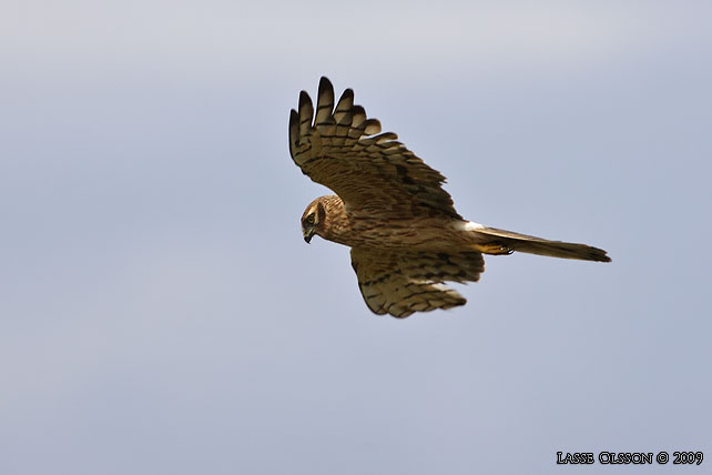 NGSHK / MONTAGU'S HARRIER (Circus pygargus) - stor bild / full size