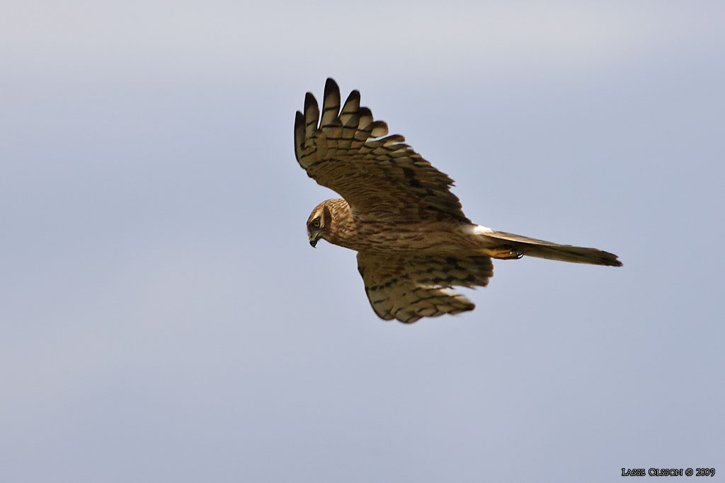 NGSHK / MONTAGU'S HARRIER (Circus pygargus) - Stng / Close