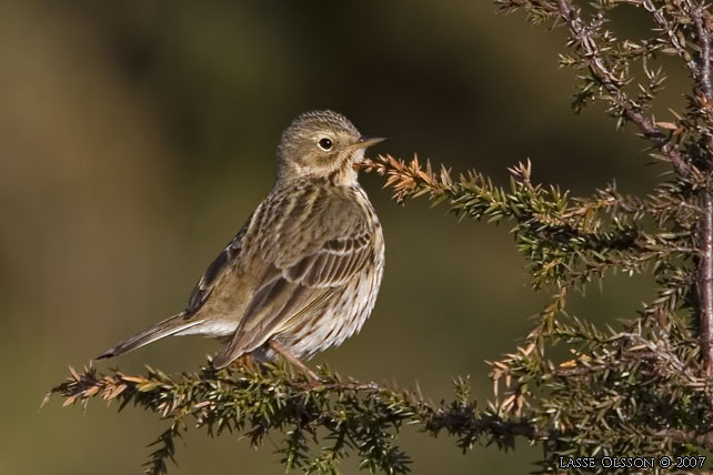 ANGSPIPLARKA / MEADOW PIPIT (Anthus pratensis) - stor bild / full size