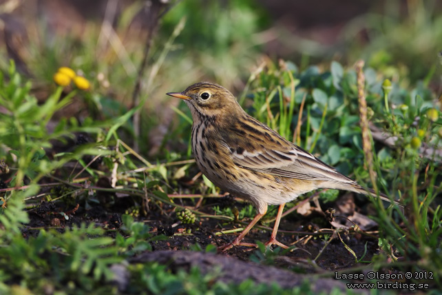 ANGSPIPLARKA / MEADOW PIPIT (Anthus pratensis) - stor bild / full size