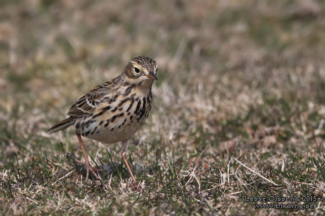 ANGSPIPLARKA / MEADOW PIPIT (Anthus pratensis) - stor bild / full size