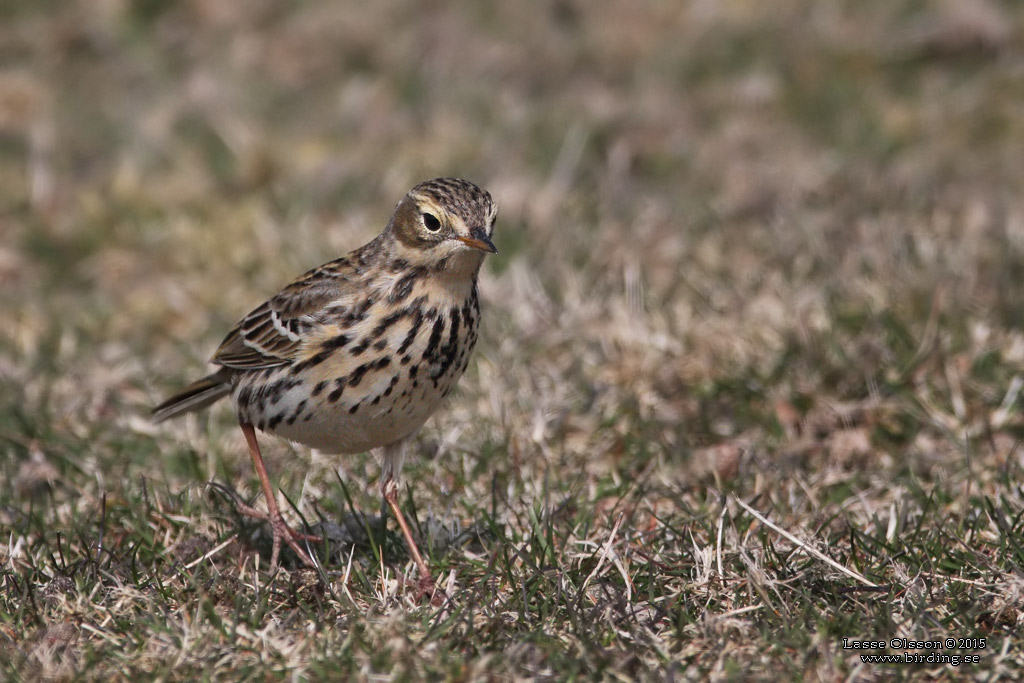 ANGSPIPLARKA / MEADOW PIPPIT (Anthus pratensis) - Stng / Close