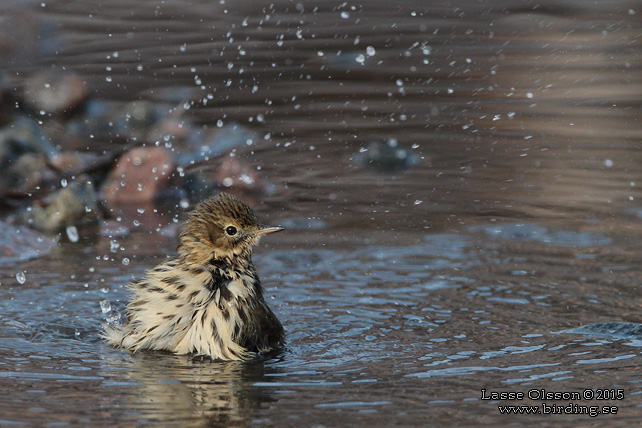 ANGSPIPLARKA / MEADOW PIPIT (Anthus pratensis) - stor bild / full size