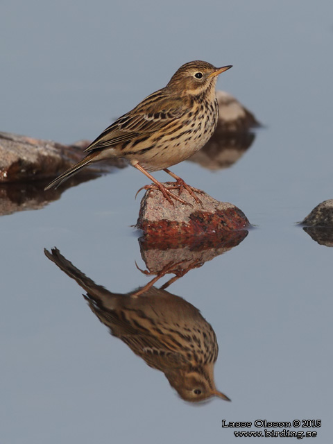 ANGSPIPLARKA / MEADOW PIPIT (Anthus pratensis) - stor bild / full size