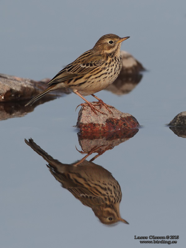 ANGSPIPLARKA / MEADOW PIPPIT (Anthus pratensis) - Stng / Close