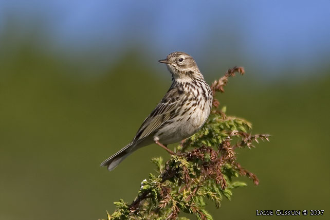 ANGSPIPLARKA / MEADOW PIPIT (Anthus pratensis) - stor bild / full size