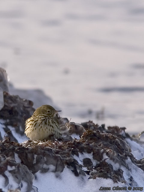 ANGSPIPLARKA / MEADOW PIPIT (Anthus pratensis)