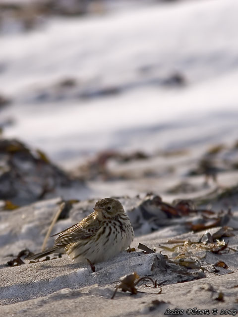 ANGSPIPLARKA / MEADOW PIPIT (Anthus pratensis)