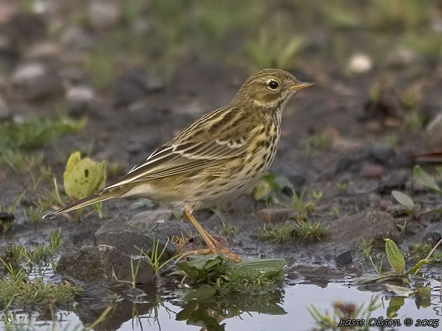 ANGSPIPLARKA / MEADOW PIPIT (Anthus pratensis)