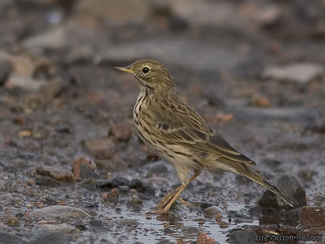 ANGSPIPLARKA / MEADOW PIPIT (Anthus pratensis)