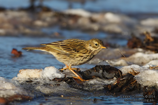 ANGSPIPLARKA / MEADOW PIPIT (Anthus pratensis) - stor bild / full size