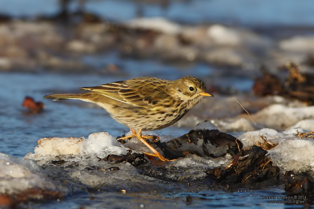 ANGSPIPLARKA / MEADOW PIPPIT (Anthus pratensis) - Stng / Close