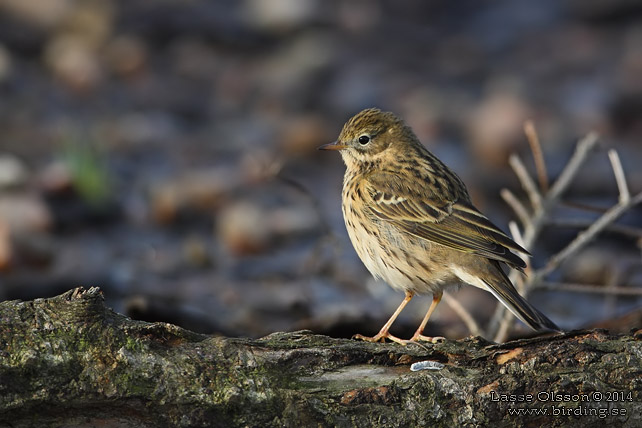 ANGSPIPLARKA / MEADOW PIPIT (Anthus pratensis) - stor bild / full size