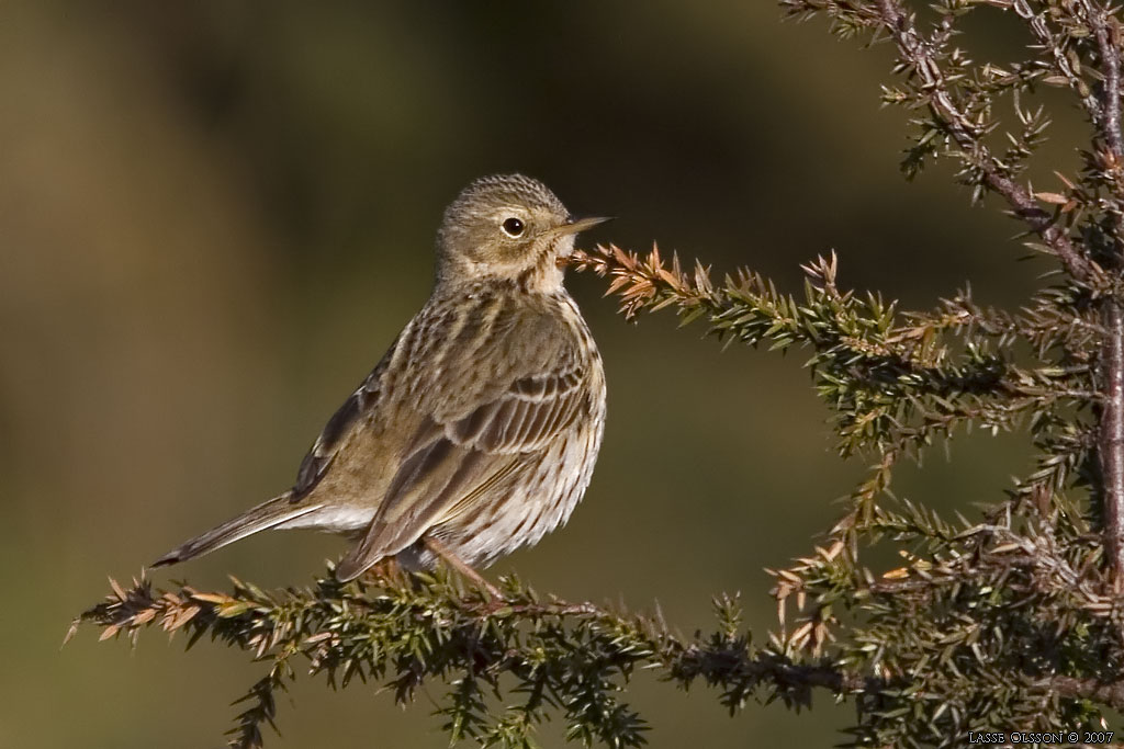 ANGSPIPLARKA / MEADOW PIPIT (Anthus pratensis) - Stng / Close