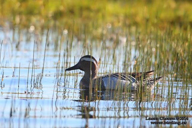 ÅRTA / GARGANEY (Spatula querquedula) - stor bild / full size