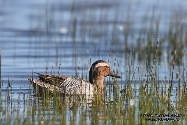 ÅRTA / GARGANEY (Spatula querquedula) - stor bild / full size