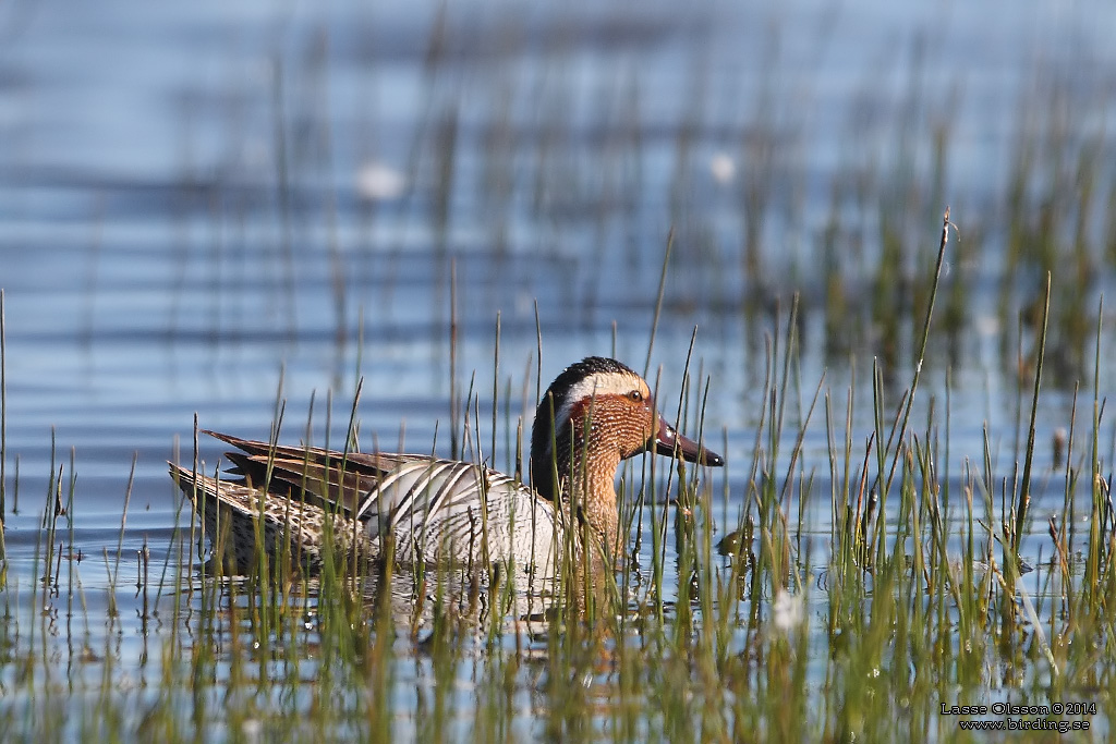 RTA / GARGANEY (Spatula querquedula) - Stng / Close