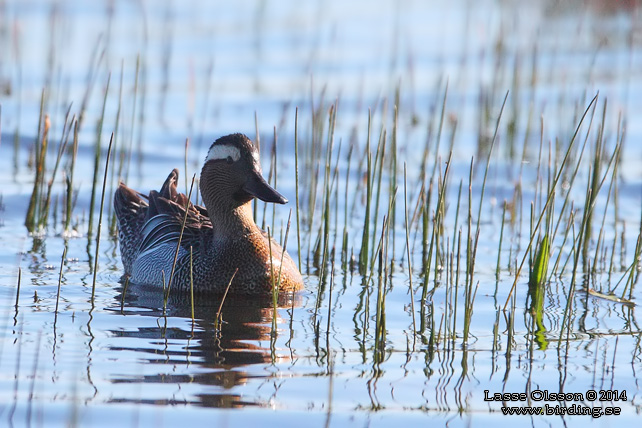 ÅRTA / GARGANEY (Spatula querquedula) - stor bild / full size