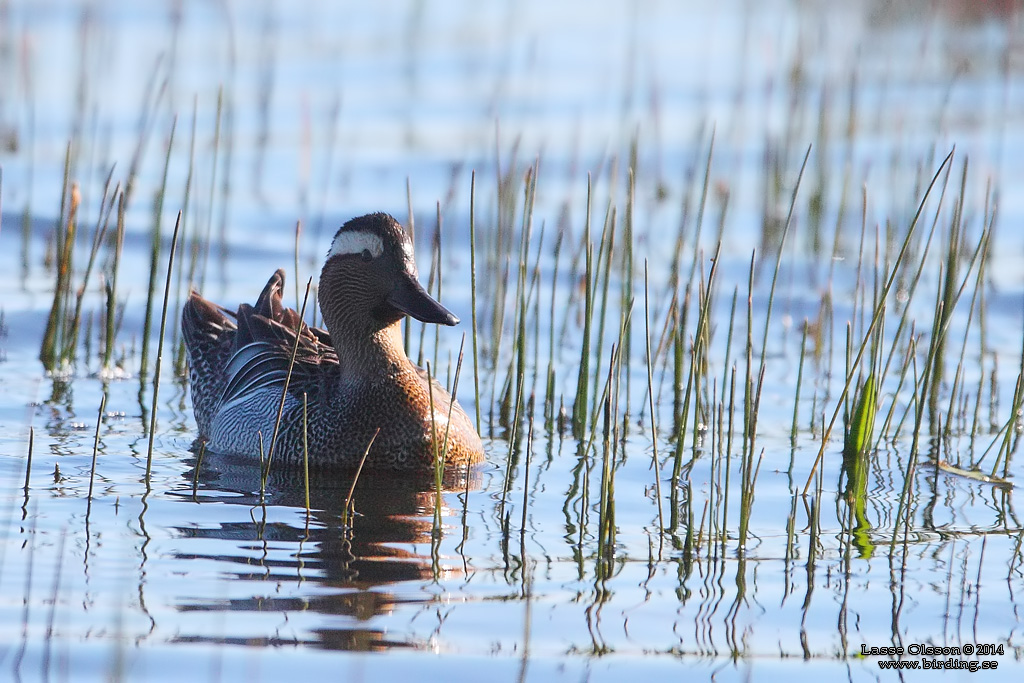 RTA / GARGANEY (Spatula querquedula) - Stng / Close