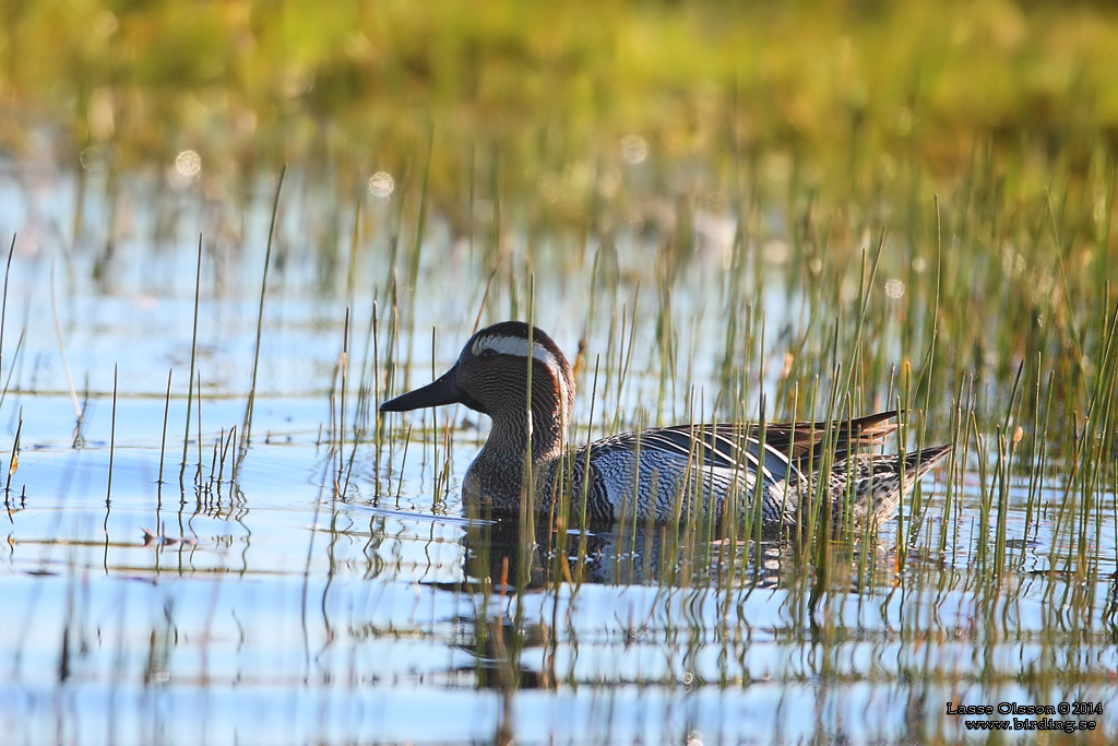 RTA / GARGANEY (Spatula querquedula) - Stng / Close