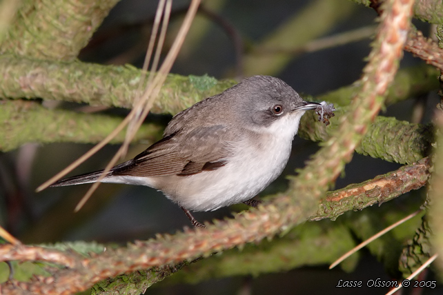 RTSNGARE / LESSER WHITETHROAT (Curruca curruca)