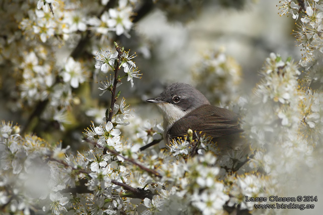 ÄRTSÅNGARE / LESSER WHITETHROAT (Curruca curruca) - stor bild / full size