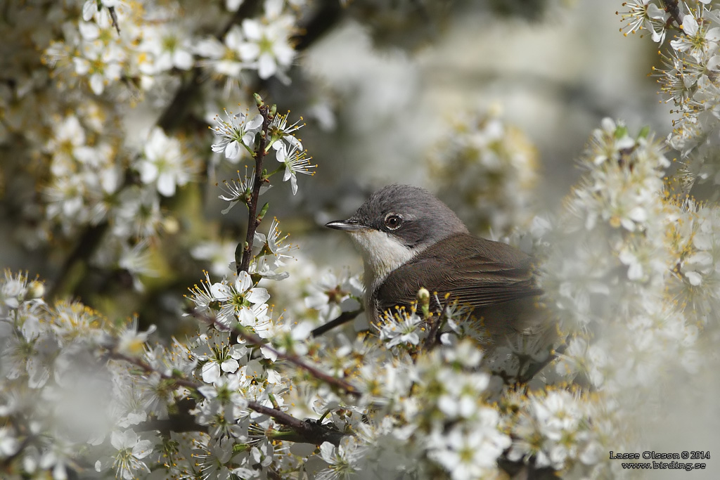 RTSNGARE / LESSER WHITETHROAT (Curruca curruca) - Stng / Close