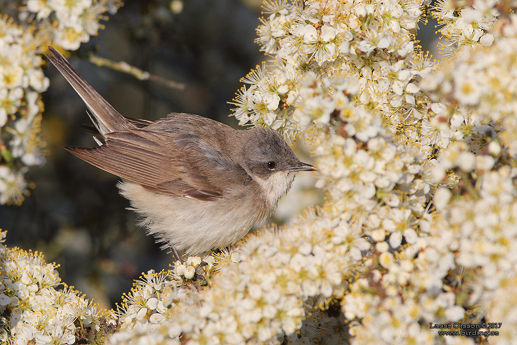 RTSNGARE / LESSER WHITETHROAT (Curruca curruca) - Stng / Close