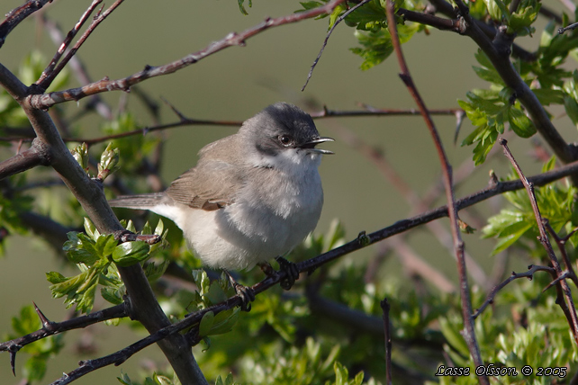 RTSNGARE / LESSER WHITETHROAT (Curruca curruca)