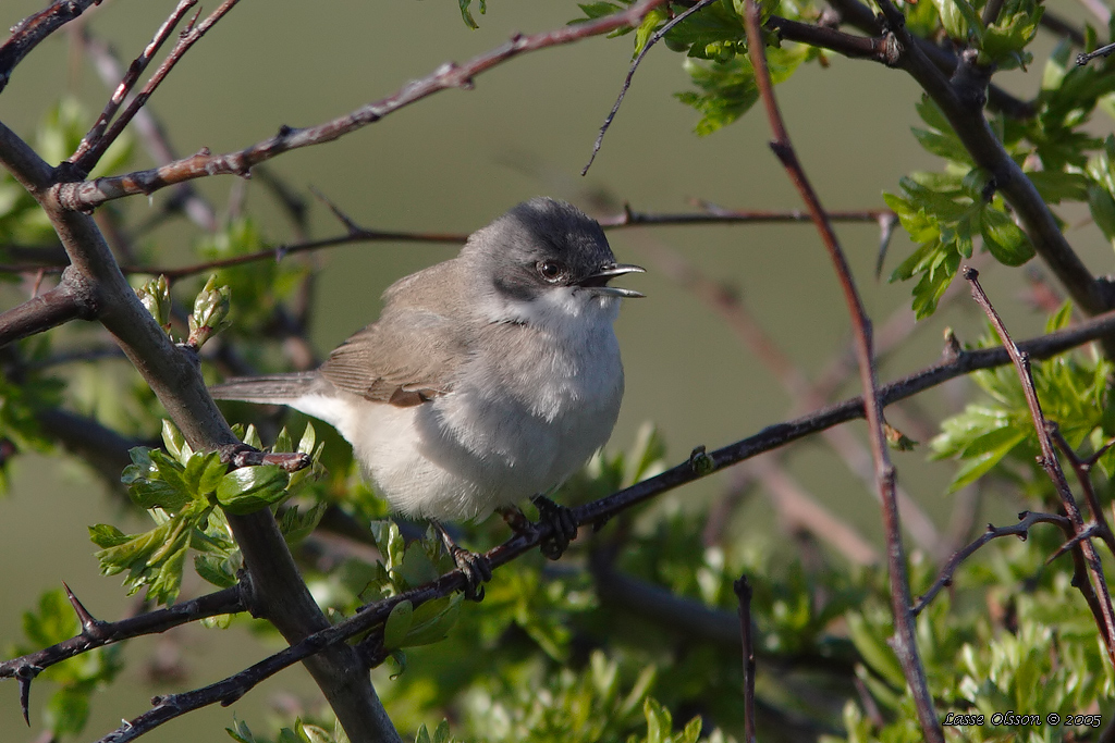 RTSNGARE / LESSER WHITETHROAT (Curruca curruca) - Stng / Close