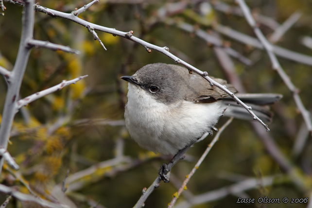 ÄRTSÅNGARE / LESSER WHITETHROAT (Curruca curruca) - stor bild / full size