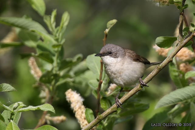 RTSNGARE / LESSER WHITETHROAT (Curruca curruca) - stor bild / full size