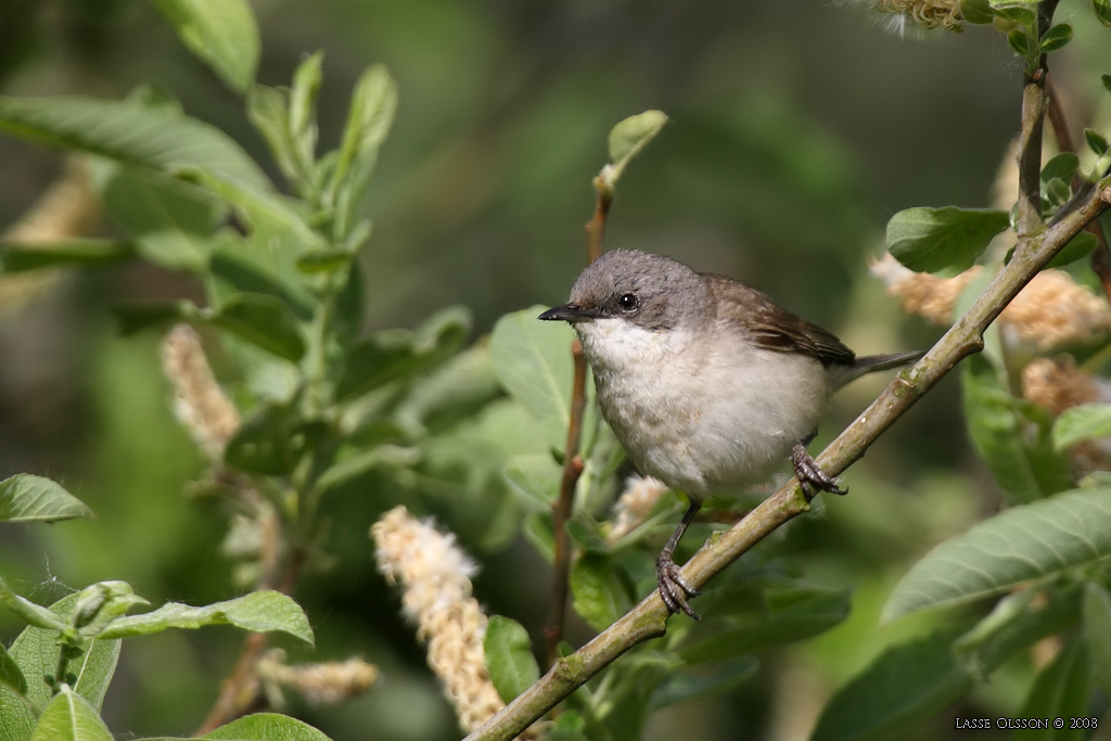 RTSNGARE / LESSER WHITETHROAT (Curruca curruca) - Stng / Close