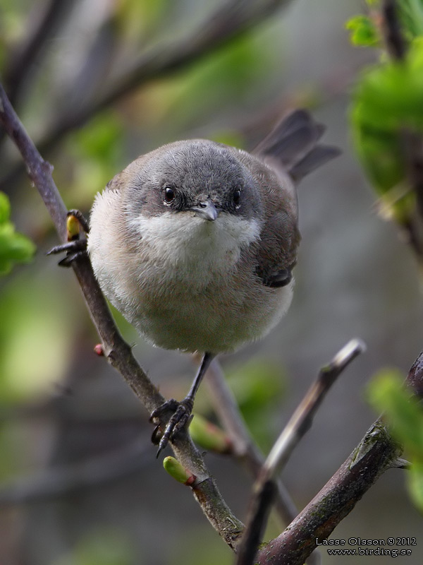 RTSNGARE / LESSER WHITETHROAT (Curruca curruca) - Stng / Close