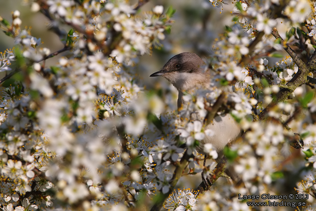 ÄRTSÅNGARE / LESSER WHITETHROAT (Curruca curruca) - stor bild / full size