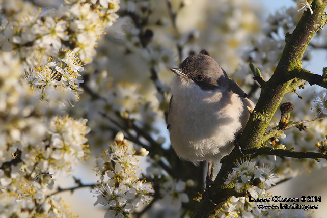 ÄRTSÅNGARE / LESSER WHITETHROAT (Curruca curruca) - stor bild / full size