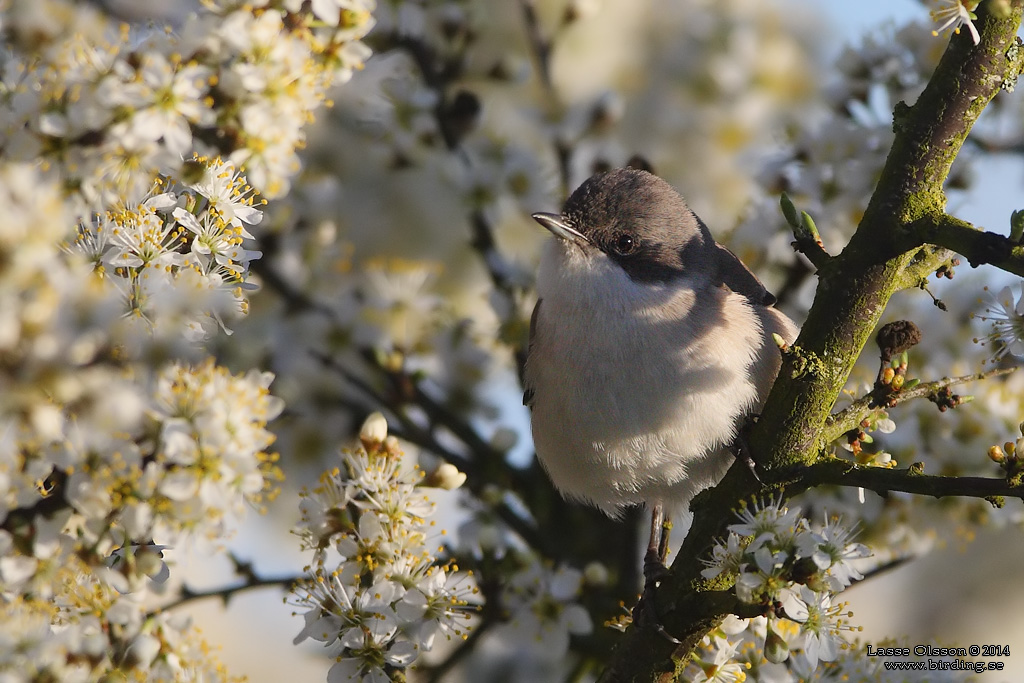 RTSNGARE / LESSER WHITETHROAT (Curruca curruca) - Stng / Close